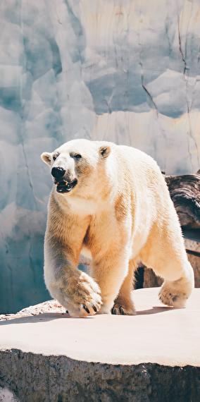 La biodiversité dans les régions polaires