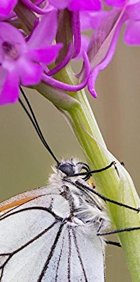 Discovering local orchids and their pollinators