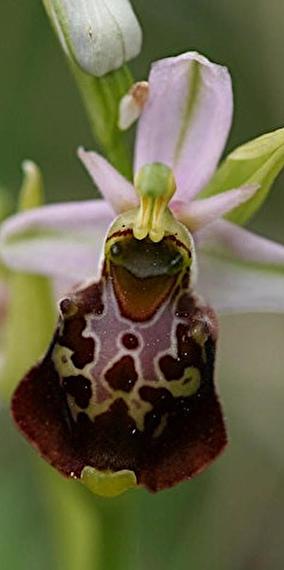 Les orchidées de la Haard