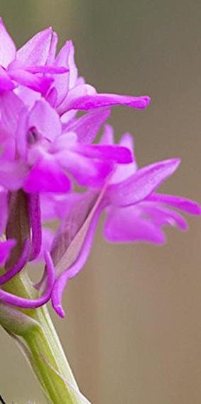 Visite guidée : trompeusement réel ! Orchidées sauvages au Luxembourg
