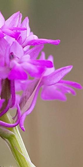 Guided tour: deceptively real! Wild orchids in Luxembourg
