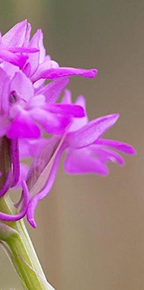 Guided tour: deceptively real! Wild orchids in Luxembourg