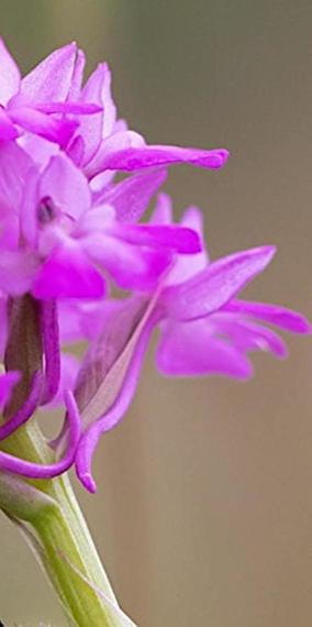 Sunday guided tour: Deceptively real! Wild orchids in Luxembourg