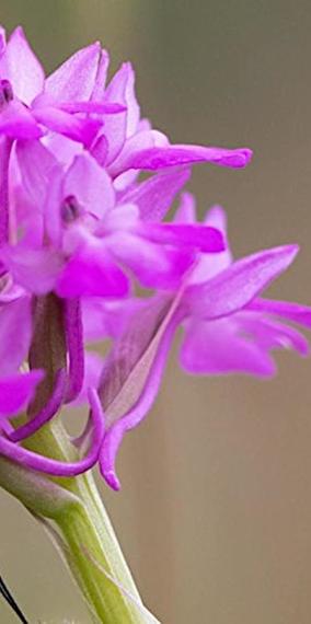 Sunday guided tour: Deceptively real! Wild orchids in Luxembourg
