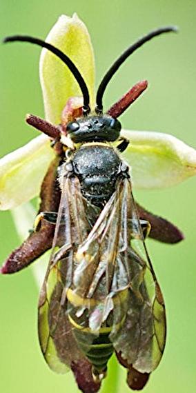 Bizarre relationships of orchids and their pollinating insects