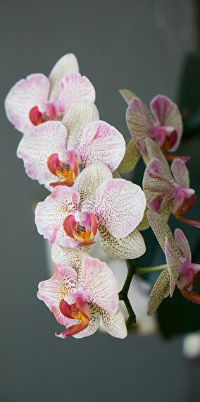 Maintaining your orchids and houseplants