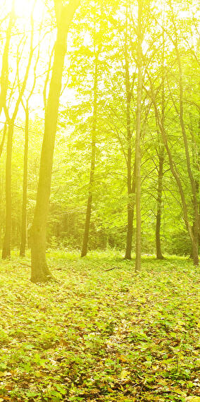 Nature Break - Secrets of Hibernation in Reptiles and Amphibians
