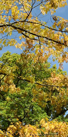 Arboretum - Autumn Colours, Fruits and Seeds