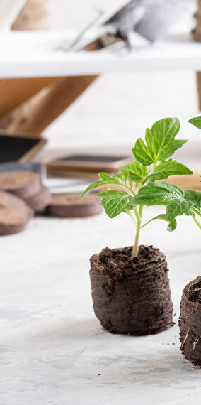 Workshop: Planting Your Seeds