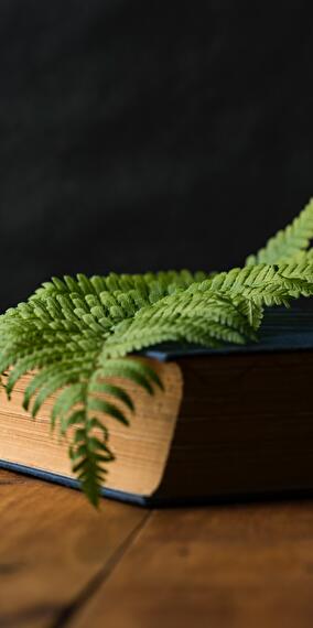 Vegetal Dyes and Prints