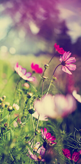 "The Magic of Spring" Treasure Hunt