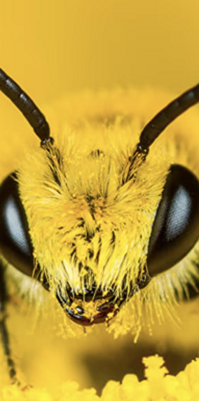 Nature in the Garden Multivision Lecture - Conference