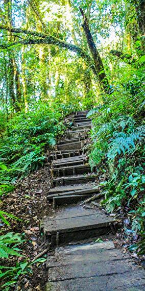 Guided walk: Trees can save us