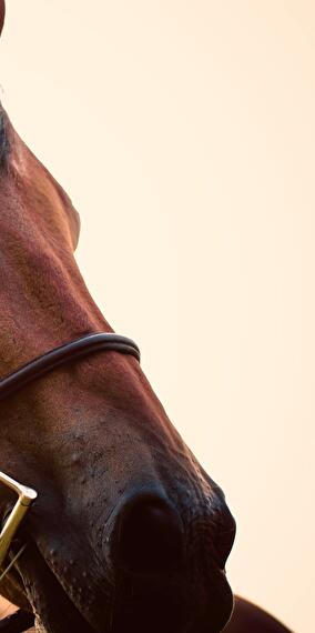 Dressage and Jumping Competition – Leisure