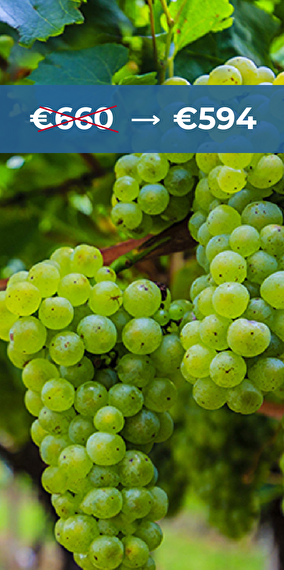 WSET Level 2 Diploma in Wines (EN)