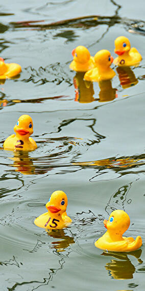 Duck Race au Grund