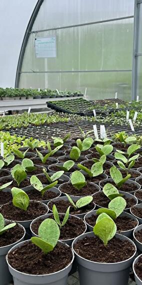 Organic vegetable market at Kass-Haff