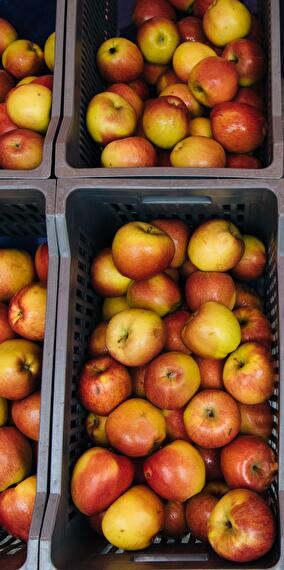 Kass-Haff Organic Vegetable Market – Every Friday!