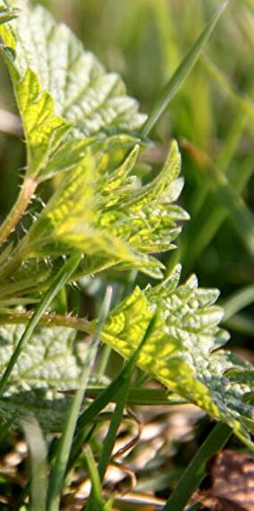 Randonnée aux plantes sauvages à l'heure du déjeuner