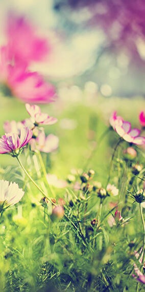 Spanish Inn and Flowery Meadow
