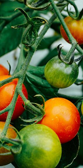 Marché de légumes bio au Kass-Haff