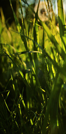 Discovering Edible Plants