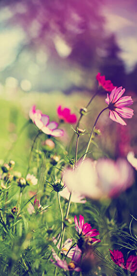 Workshop 'My Nature-Friendly Terrace Garden'