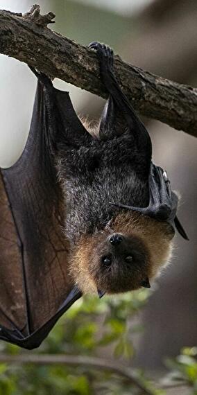 La nuit de la chauve-souris