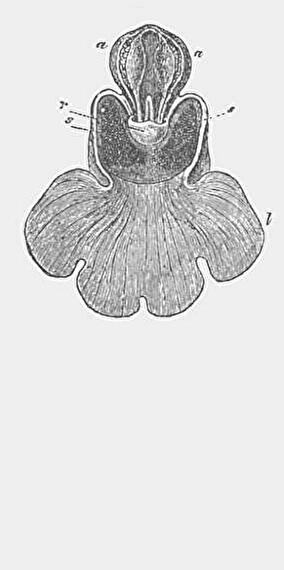 Conference show - On the sexuality of orchids