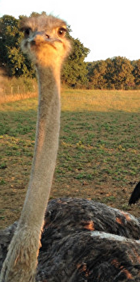 Family outing to the “An Nommesch” ostrich farm