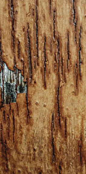 Heather Roche et Dominic Lash - Rainy days 2025