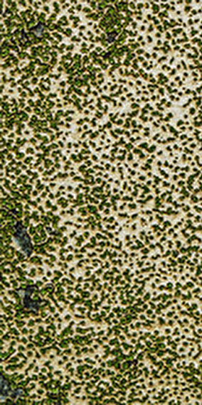 Amstel Quartet and 100 saxophones - Rainy days 2025