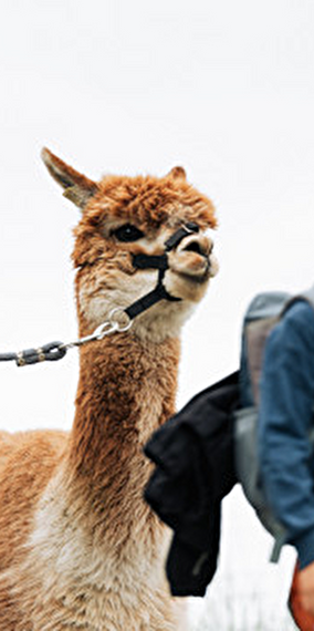 Alpaca Trekking