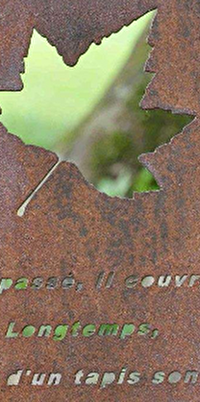 À la recherche de l’arbre mystère !