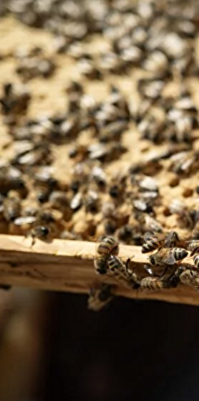 Beekeeping Workshop