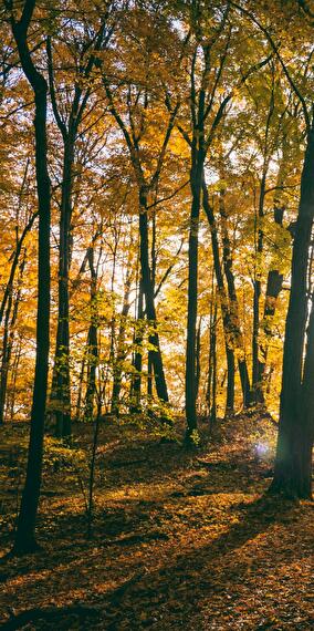 Forest Celebration and Blessing 2025