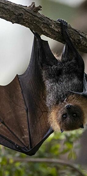 Animation - Encounter with bats