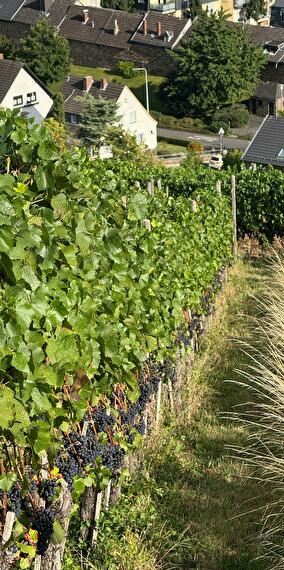 Grape Harvest & Wine Tasting | By Maison Femme