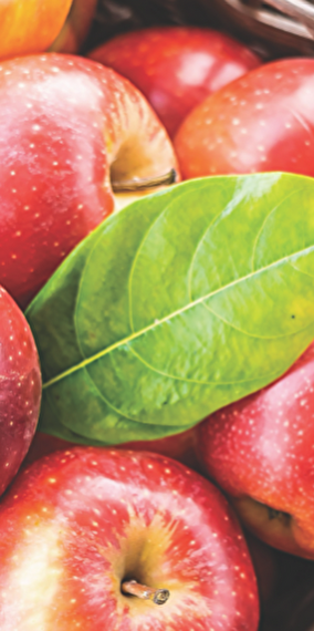 Apple Festival