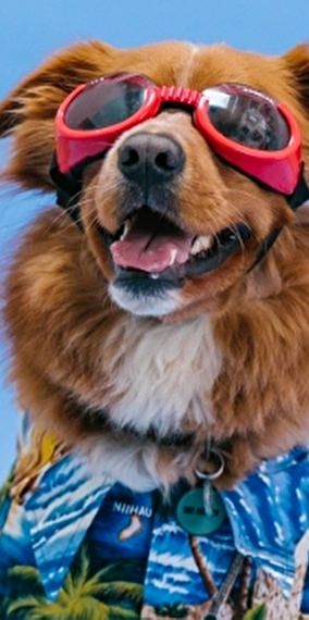 Dog'Show