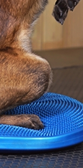 Proprioception with Angélique Mendes - Golden Pet Show