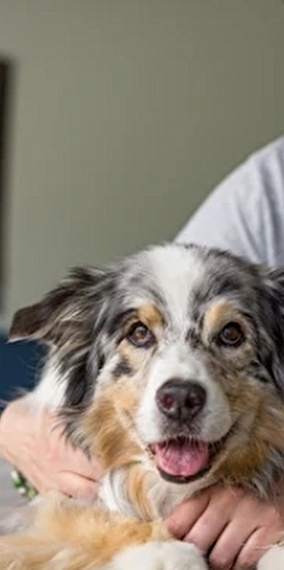 Canine Massage Technique - Golden Pet Show Conference