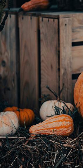 6th Pumpkin Festival