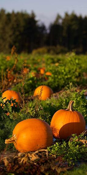 Halloween is coming: find your pumpkin!