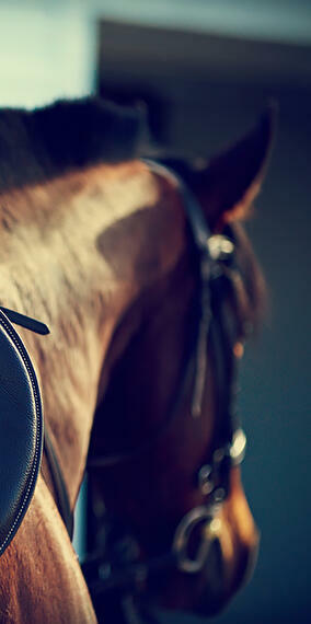 Atelier Mon royaume pour un cheval