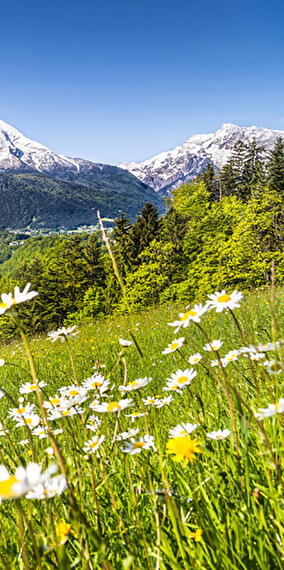 Saisonale Wildpflanzenwanderung