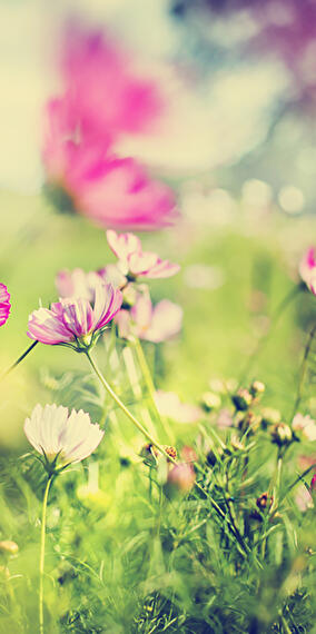 MyEduGarden Guided Tour