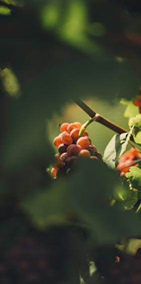 Masterclass - Femme, Vin & Maitrise (EN)