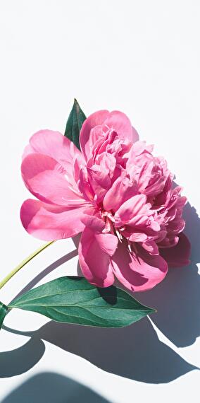 Art floral et String Art