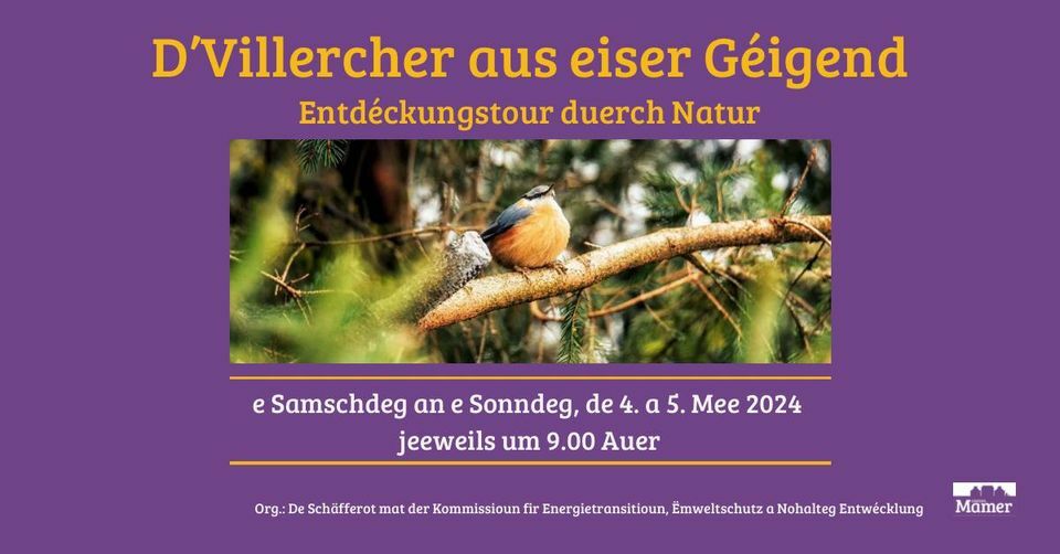 Discover the birds from our area